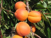 Apricot Harojoy.jpg