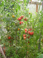 DSCN6437.JPG
