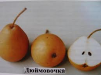 дюймовочка эко сад d.png