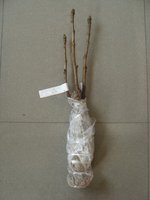 Shima-nishiki - Dao Jin корень.jpg