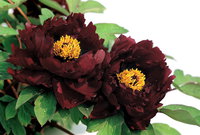 Black Flower King.jpg