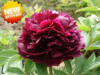 Mist fold purple2.jpg
