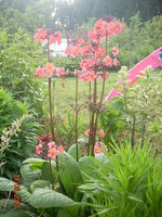 дача 2010 016.jpg