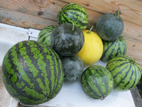 image36.jpg