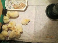 Будущие курочки-несушки (надеюсь!)