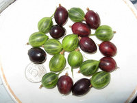 image (13).jpg