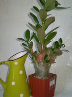 P1010641.JPG