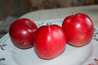 DSC_7288.JPG
