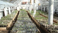 теплица.jpg