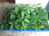 20150202_120827.jpg