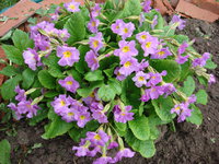 DSC01173.JPG