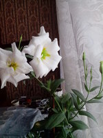 IMG_20150226_114525.jpg