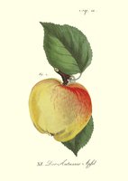 •	Lucas, Oberdieck: Illustriertes Handbuch der Obstkunde, Stuttgart 1859-1875