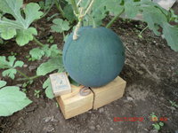 CIMG0899.JPG
