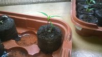 WP_20150308_003.jpg