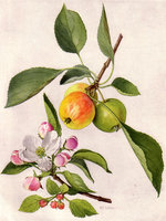 Malus sylvestris