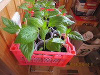IMG_7941.JPG