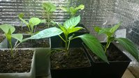 WP_20150320_001.jpg