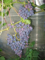 к.ник-ля у теплицы.JPG