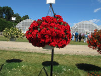 элатиор Vermillion Red