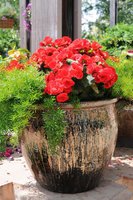 элатиор Berseba Red
