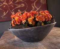 Begonia Elatior sfeer.jpg