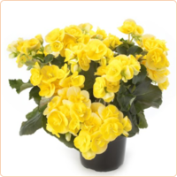 begonia elatior blitz-400-400.png