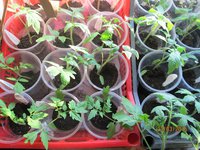 Индеты - 20.02.