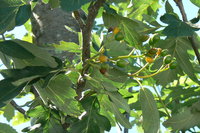 P1050016.JPG