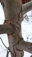 Пам Яков сж.jpg