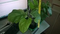 WP_20150408_004.jpg
