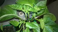 WP_20150408_003.jpg