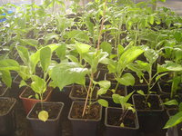 DSCN7805.JPG