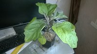 WP_20150411_005.jpg