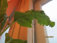 Resize of IMG_1055.JPG