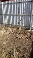 Брянская красавица двухлетка