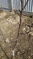 Брянская красавица с цветковой почкой