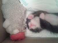 Котэ4.jpg