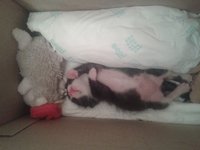 Котэ3.jpg
