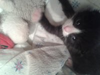Котэ5.jpg