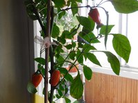 DSCN0084.JPG