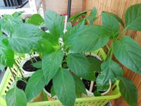 DSCN0090.JPG
