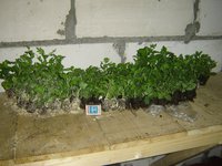 DSC03876.JPG