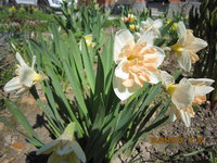 IMG_8019.JPG