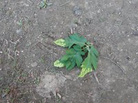 DSC00262.JPG
