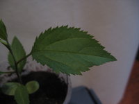 IMG_2235.JPG