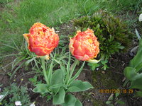IMG_8091.JPG