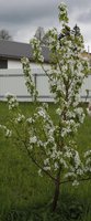 Чижовская