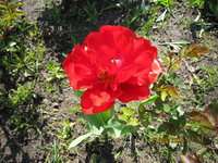 IMG_8137.JPG