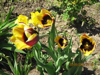 IMG_8124.JPG